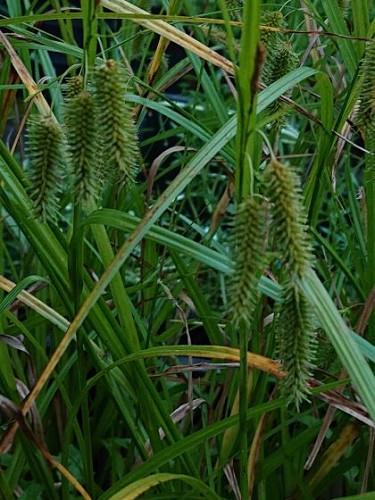 Carex pseudocyperus